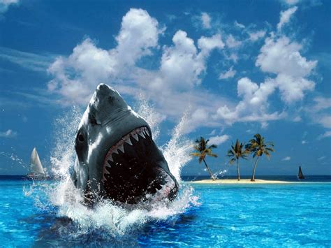 🔥 [50+] Shark Screensavers and Wallpapers | WallpaperSafari