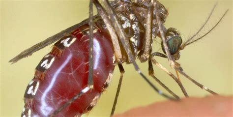 Experiments Show 'Gene Drive' Technique Could Wipe Out Malaria-Carrying ...