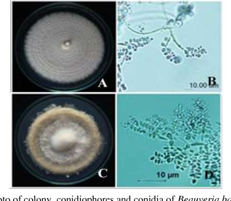 Figure 1 from Genetic diversity of Beauveria sp. isolated in Thailand ...