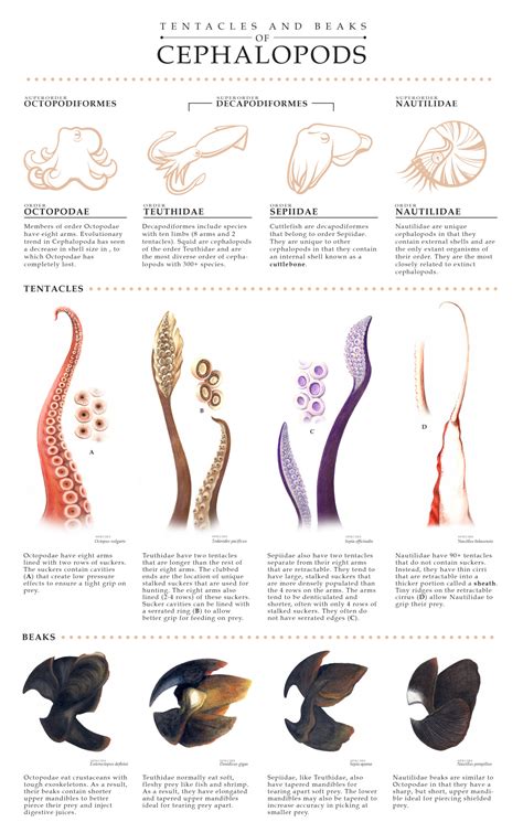 Tentacles and Beaks of Cephalopods | Amazing Zoology