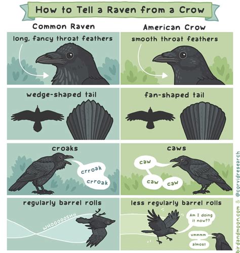 How to tell a Common Raven from an American Crow : r/LearnUselessTalents