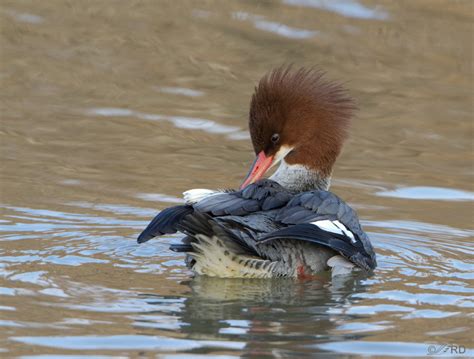 Common Merganser – Feathered Photography