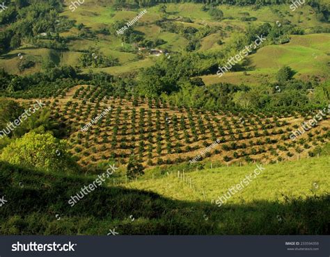 Coffee Plantation Landscape Highlands Stock Photo 233594359 | Shutterstock