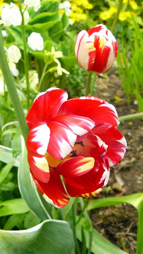 Free Images : nature, blossom, sun, leaf, flower, petal, bloom, summer, floral, tulip, bouquet ...