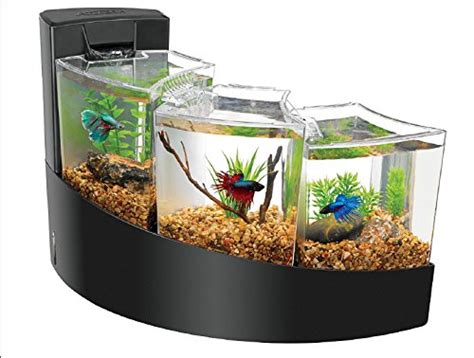 Ideal Water Temperature for Betta Fish | The Aquarium Club