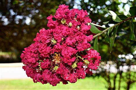 Growing Natchez Crepe Myrtles: Care, Pruning Tips