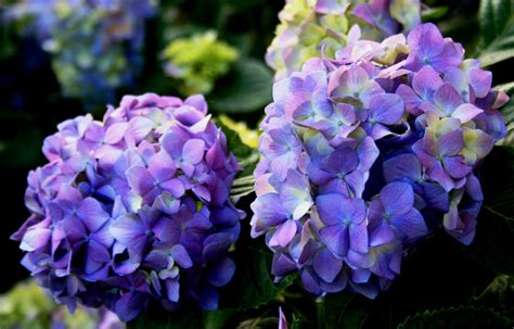 Blue Hydrangea Free Stock Photo - Public Domain Pictures