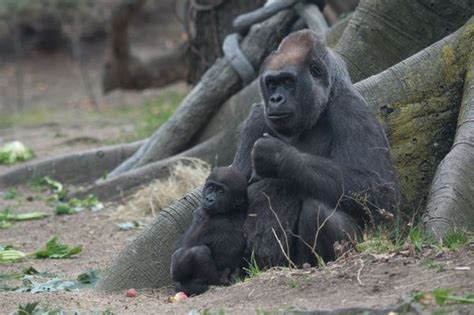 It's Playtime! Two Baby Gorillas Debut at Bronx Zoo - ZooBorns