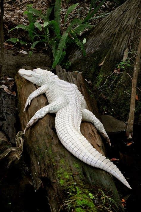 Albino Crocodile | Rare albino animals, Albino animals, Rare animals