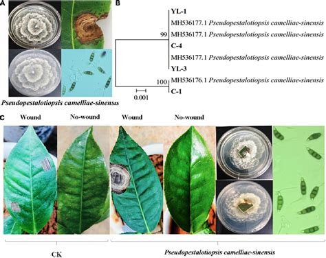 Frontiers | Tea Plants With Gray Blight Have Altered Root Exudates That Recruit a Beneficial ...