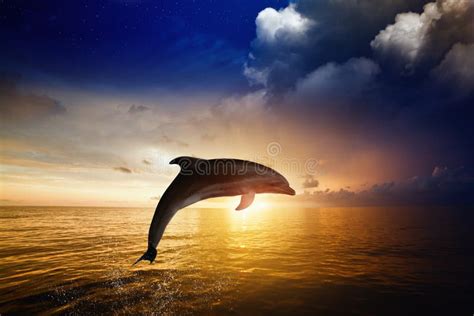 Dolphin jumping stock image. Image of glowing, sunset - 45752045