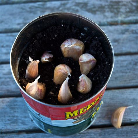 Growing Garlic Indoors in Containers