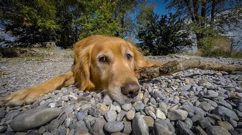 Facts about Golden Retrievers and Golden Retriever Puppies - Official Golden Retriever