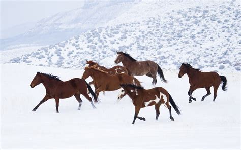 Hình nền : con ngựa, mùa đông, Neige, Mùa, Đồng cỏ, bầy đàn, Mare, Thể ...