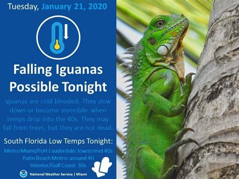 It's 40 Degrees In Florida And Iguanas Are Falling From Trees - Funny ...