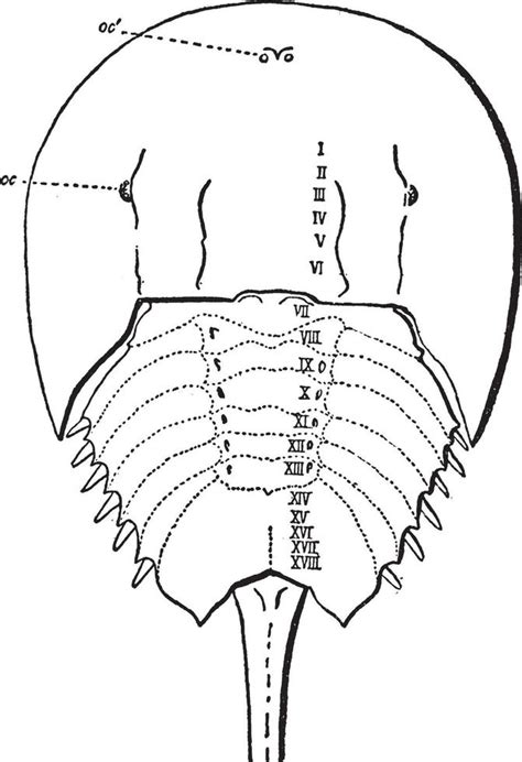 Limulus Polyphemus, vintage illustration. 13765113 Vector Art at Vecteezy