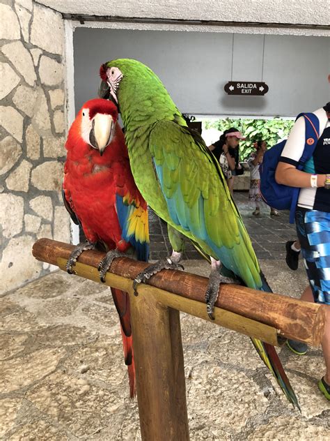 Lapa roja y verde #animal #tropical #cancun #xcaret | Pajaros, Especies, Viajes