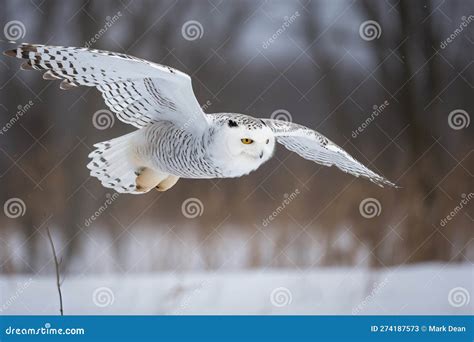 Snowy Owl in a Winters Scene and a Woodland Setting - Generative AI Art ...