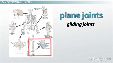 Pivot Joint Neck