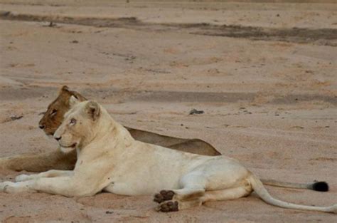 White Lion yawning the most incredible thing you'll watch today!