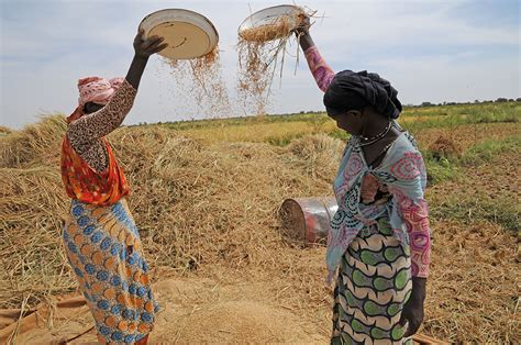 Two women winnowing rice | Two women, beneficiaries of the F… | Flickr