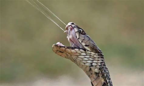 North Carolina Officials Catch Highly Venomous Spitting Cobra With 9ft ...