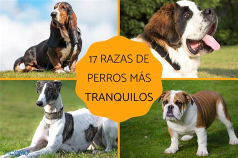 Razas De Perros Pequenos Para Ninos