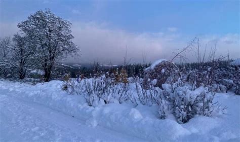 Here are tips to care for Oregon trees, gardens during snow ...