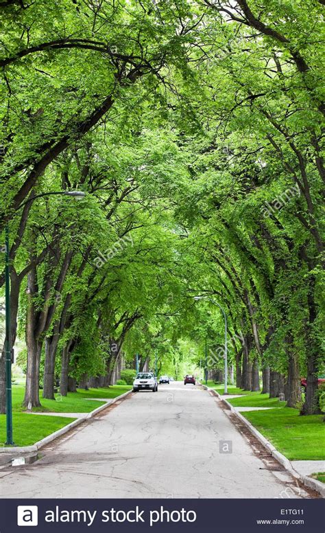 TREE LINED STREET | Street trees, Elm tree, Landscaping trees