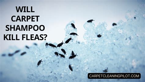 (Answered) Will Carpet Shampoo Kill fleas?