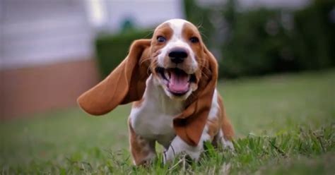 12 Photos of basset hounds running