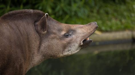 Brazilian tapir - Newquay Zoo