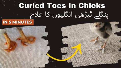 Curled toes treatment in chicks | curled toes in chicks | Curly Toe paralysis Aseel | Crooked ...