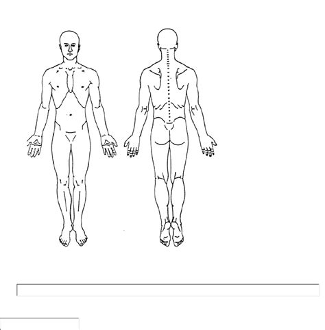 Diagram Of Female Body Front And Back ~ Pin Em Animal Logo Horse | Bodenowasude