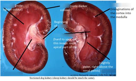 PRAC - GA dog/cat/sheep kidney Diagram | Quizlet