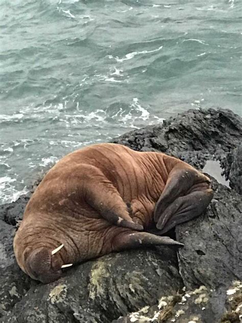 This Walrus Accidently Fell Asleep On An Ice Floe And Ended Up In Ireland