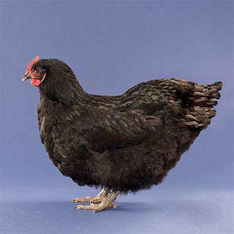 Black-Jersey-Giant-Chicken-0057 – Backyard Chicken Project