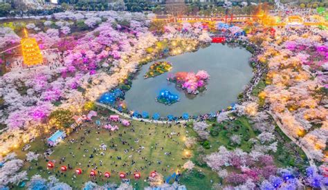 Best time and places to see China's Cherry Blossom | Expats Holidays