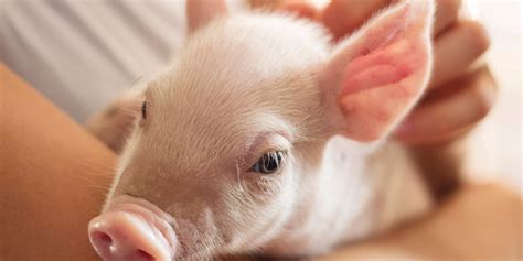 Scientists made a breakthrough with the first ever human-pig embryo ...