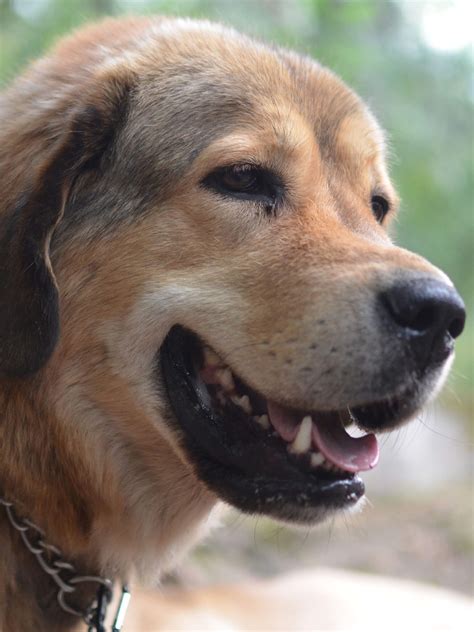 Tibetan Mastiff - Training Course on Tibetan Mastiff