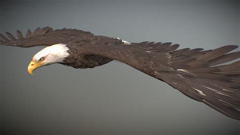 Animalia - Bald and Golden Eagle - 3D model by GiM (@GamesInMotion ...