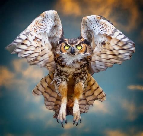 Great Horned Owl In Flight