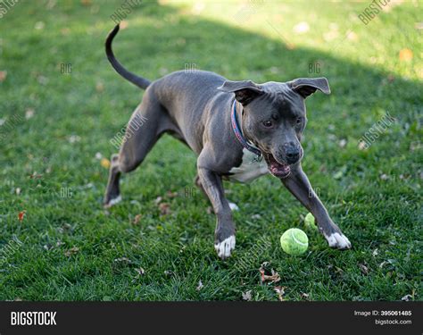 Pitbull Puppy Playing Image & Photo (Free Trial) | Bigstock