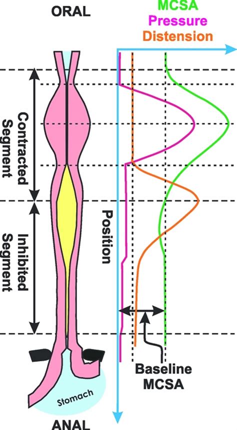 Peristalsis Occurs Where