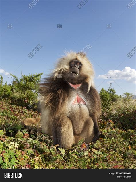 Close Male Gelada Image & Photo (Free Trial) | Bigstock