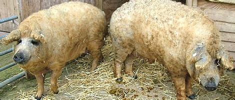 BBC - Wiltshire - Nature - Wiltshire's Sheep Pigs