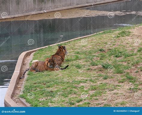 Tiger Cubs are Playing in a Zoo Stock Photo - Image of feline ...