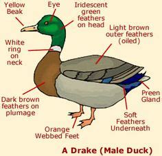 Duck anatomy diagram - kids love the webbed feet! :) Homeschool Resources, Animal Classification ...