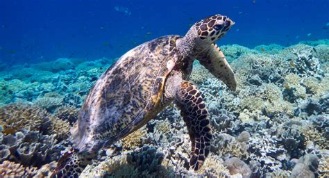 Best Scuba Diving in the Gili Islands • Scuba Diver Life