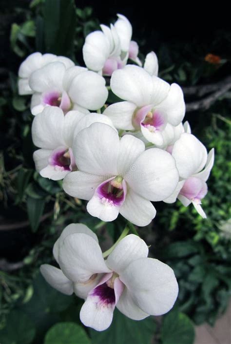 White Orchids with Purple Centres Stock Photo - Image of national, demure: 76567738